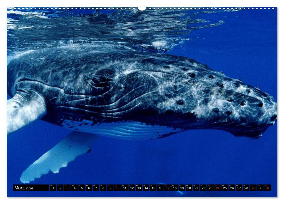 Wale - Kolosse der Meere (CALVENDO Premium Wandkalender 2024)