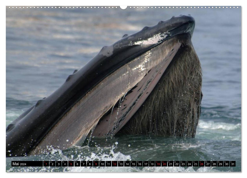 Whales - Colossi of the Seas (CALVENDO Premium Wall Calendar 2024) 