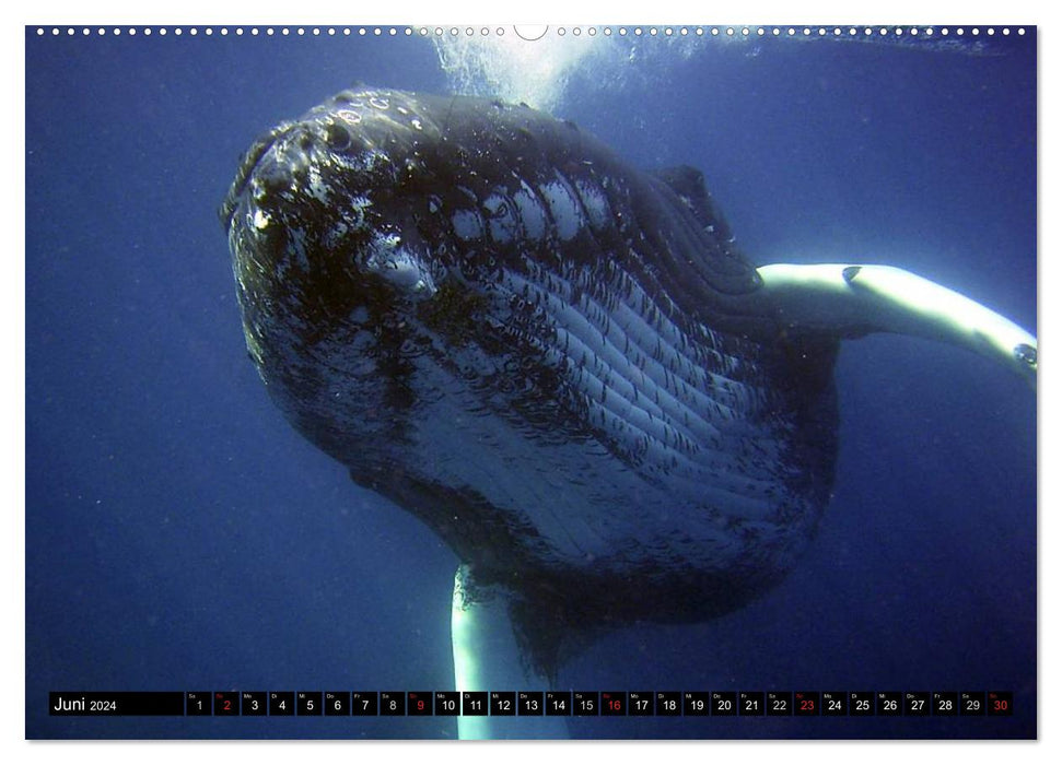 Whales - Colossi of the Seas (CALVENDO Premium Wall Calendar 2024) 