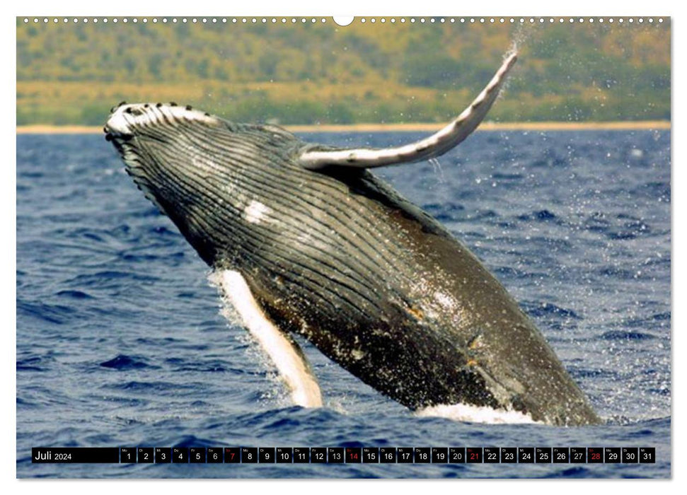 Baleines - Colosses des mers (Calendrier mural CALVENDO Premium 2024) 