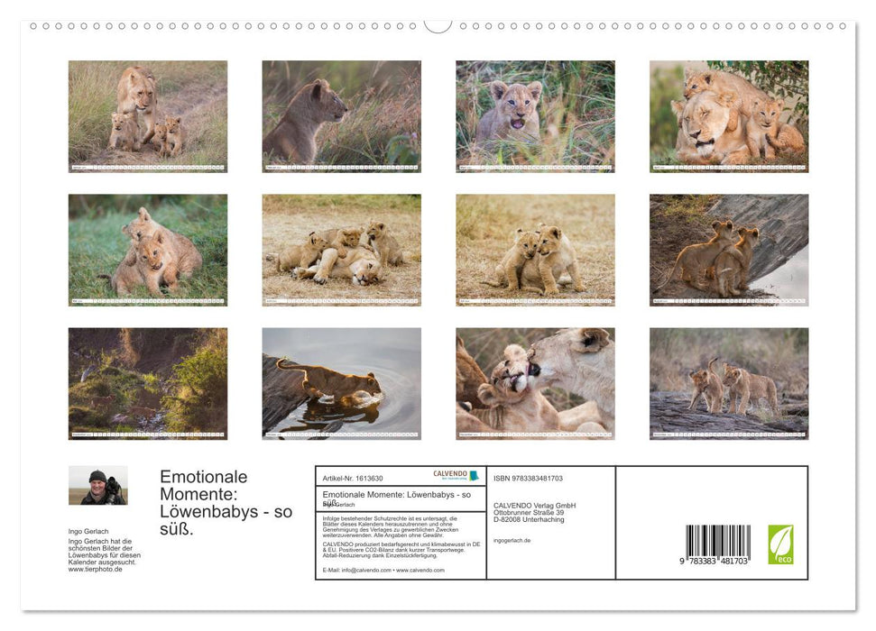 Emotional moments: lion cubs - so cute. (CALVENDO Premium Wall Calendar 2024) 