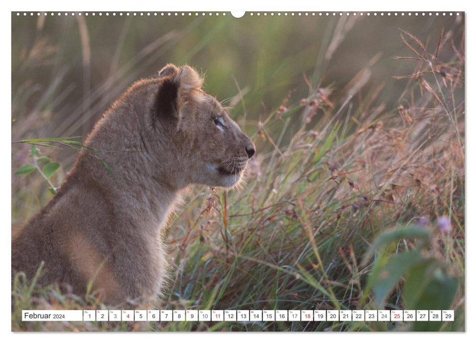 Emotional moments: lion cubs - so cute. (CALVENDO Premium Wall Calendar 2024) 