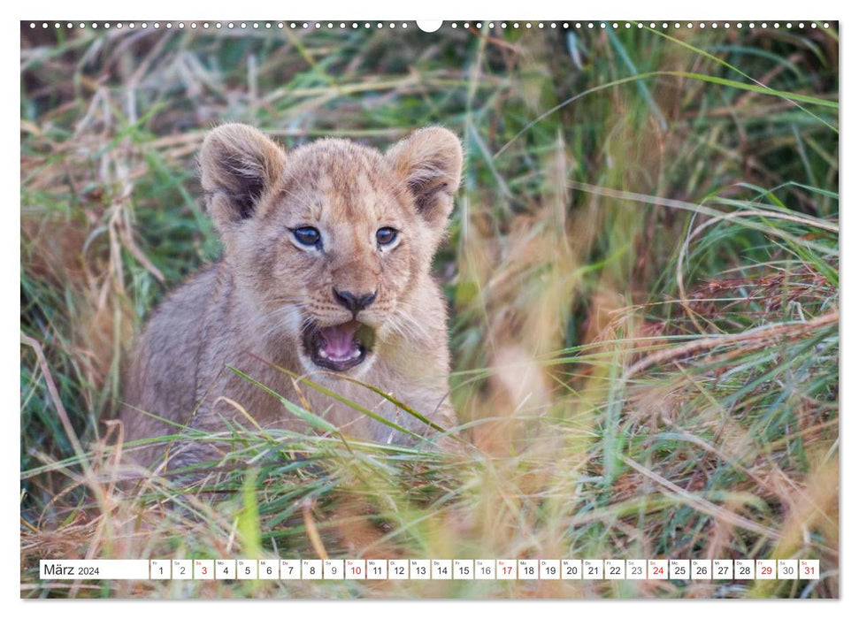 Moments d'émotion : des lionceaux - si mignons. (Calendrier mural CALVENDO Premium 2024) 