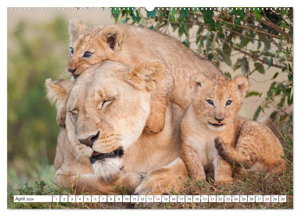 Emotional moments: lion cubs - so cute. (CALVENDO Premium Wall Calendar 2024) 