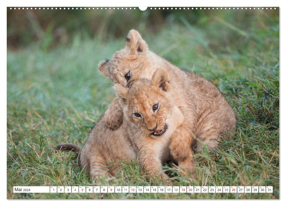 Emotional moments: lion cubs - so cute. (CALVENDO Premium Wall Calendar 2024) 