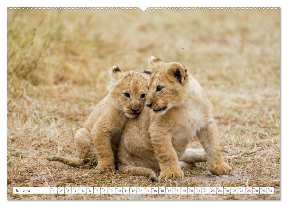 Emotional moments: lion cubs - so cute. (CALVENDO Premium Wall Calendar 2024) 