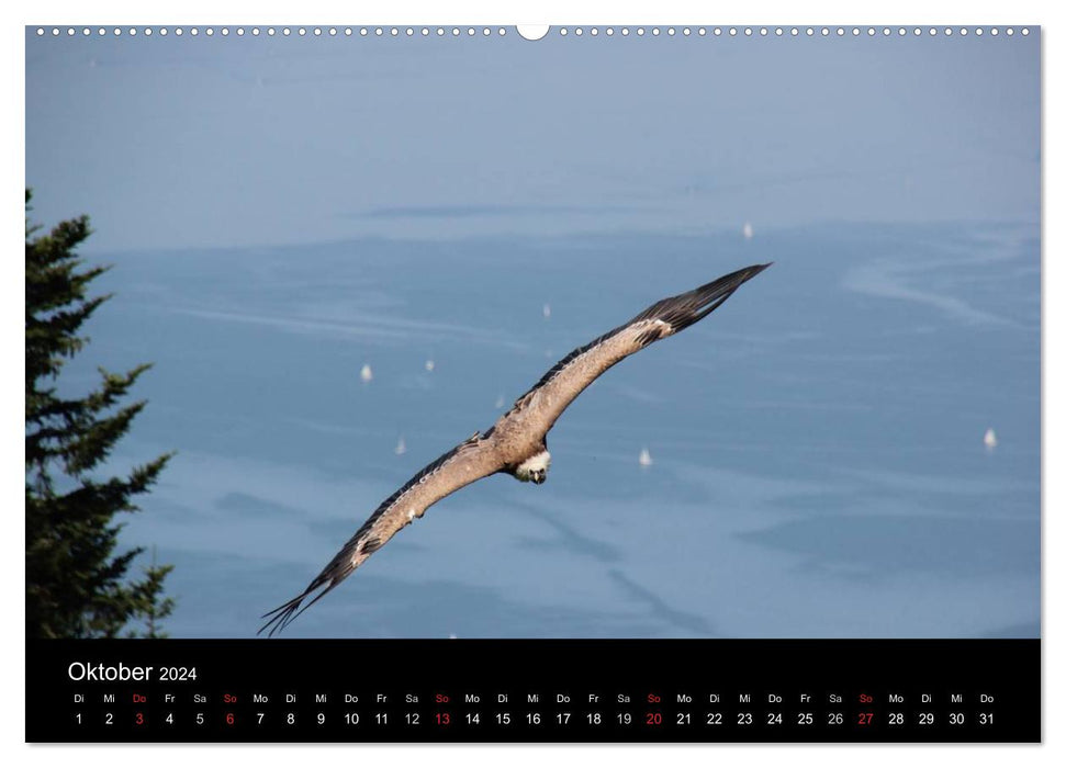 Fascination of Lake Constance (CALVENDO wall calendar 2024) 