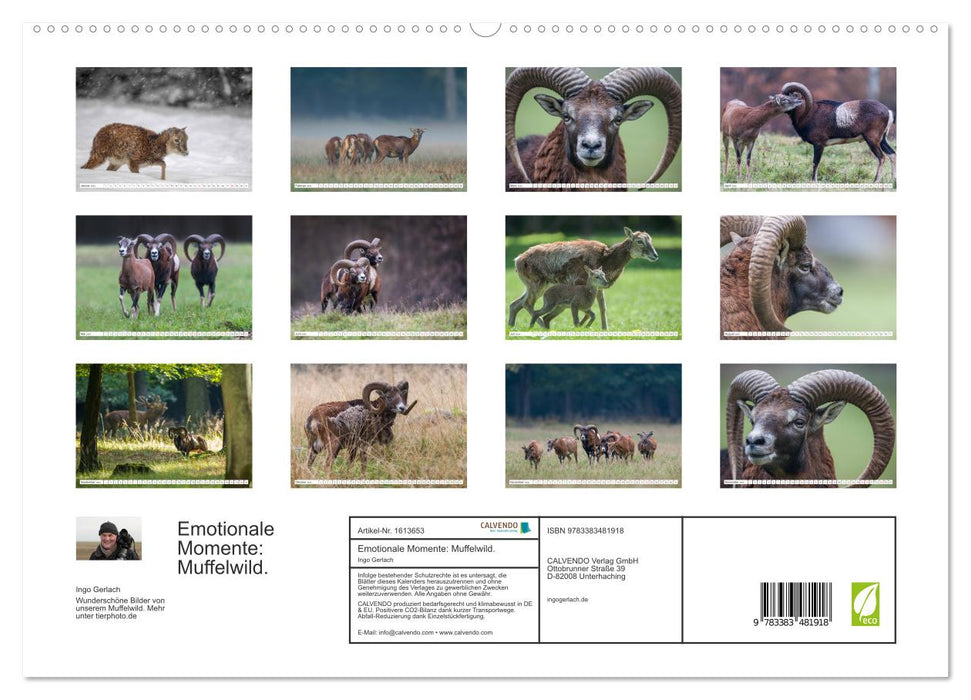 Moments d'émotion : mouflon. (Calendrier mural CALVENDO Premium 2024) 