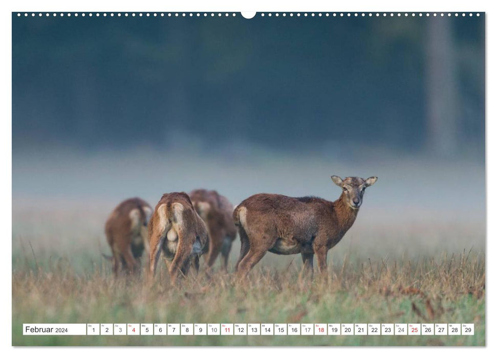 Moments d'émotion : mouflon. (Calendrier mural CALVENDO Premium 2024) 