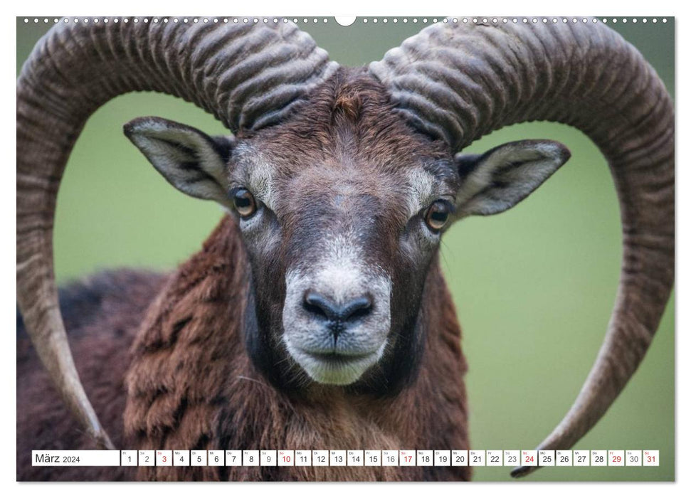 Emotional moments: mouflon. (CALVENDO Premium Wall Calendar 2024) 