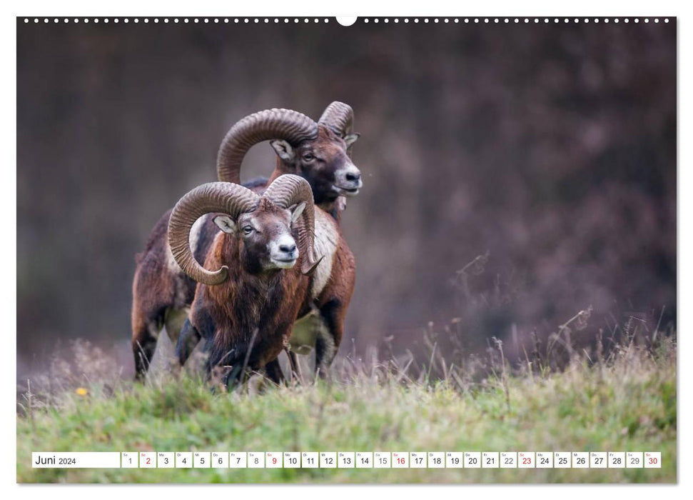 Moments d'émotion : mouflon. (Calendrier mural CALVENDO Premium 2024) 