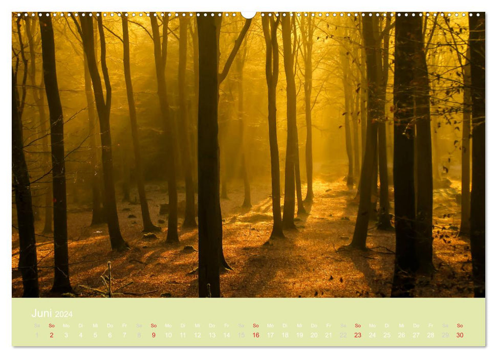 Zauberwälder - Flüstern der Natur (CALVENDO Premium Wandkalender 2024)