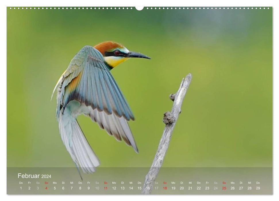 European Bee-eaters (CALVENDO Premium Wall Calendar 2024) 