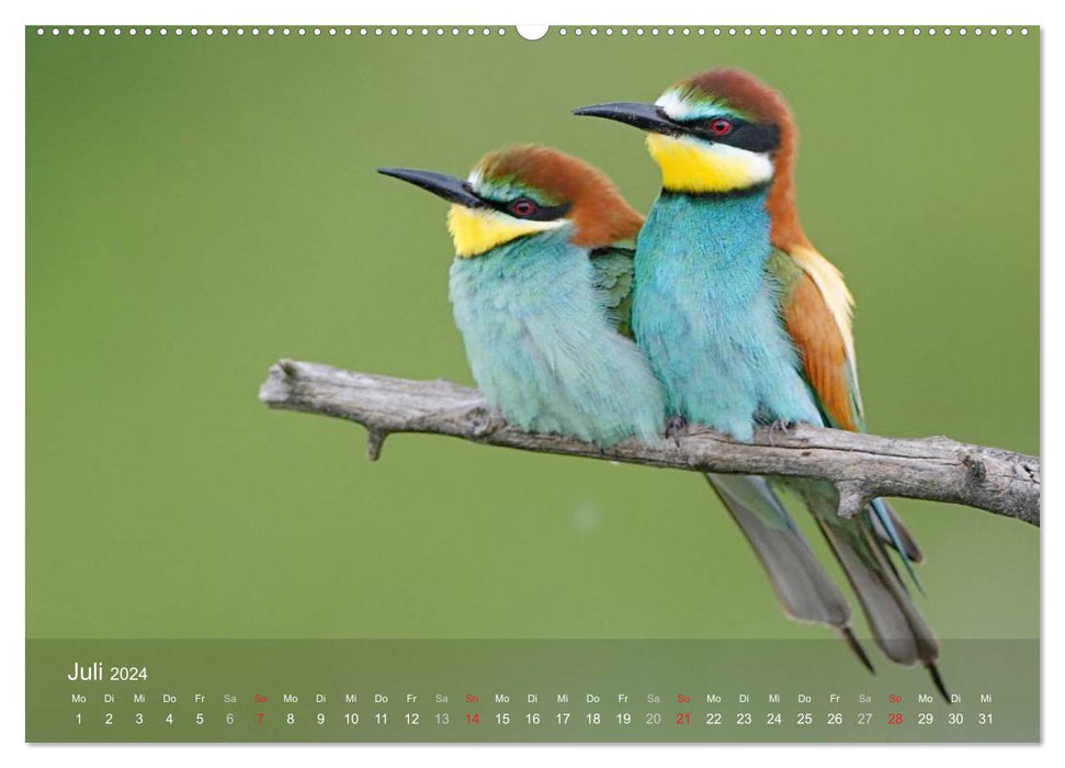 European Bee-eaters (CALVENDO Premium Wall Calendar 2024) 