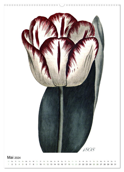 Tulpen - Jahr (CALVENDO Premium Wandkalender 2024)
