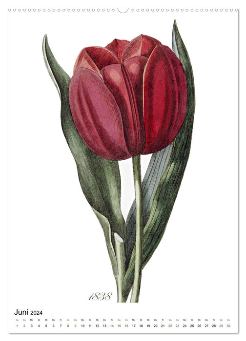 Tulpen - Jahr (CALVENDO Premium Wandkalender 2024)
