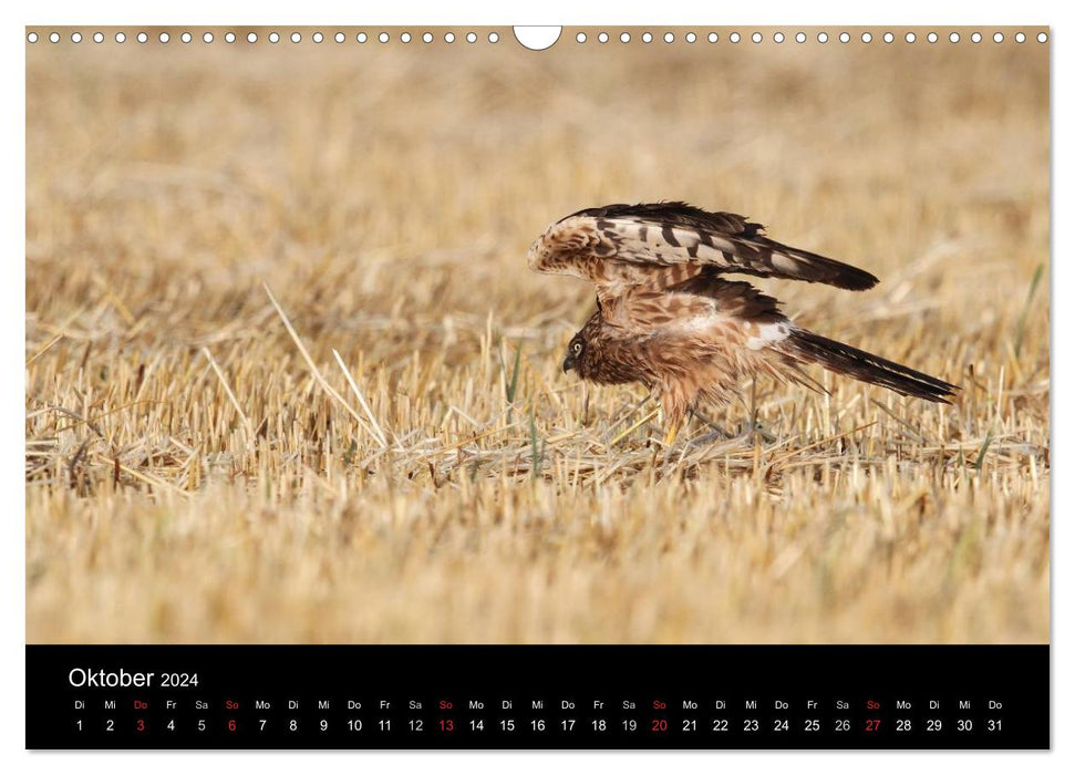 Meadow harriers in Germany (CALVENDO wall calendar 2024) 