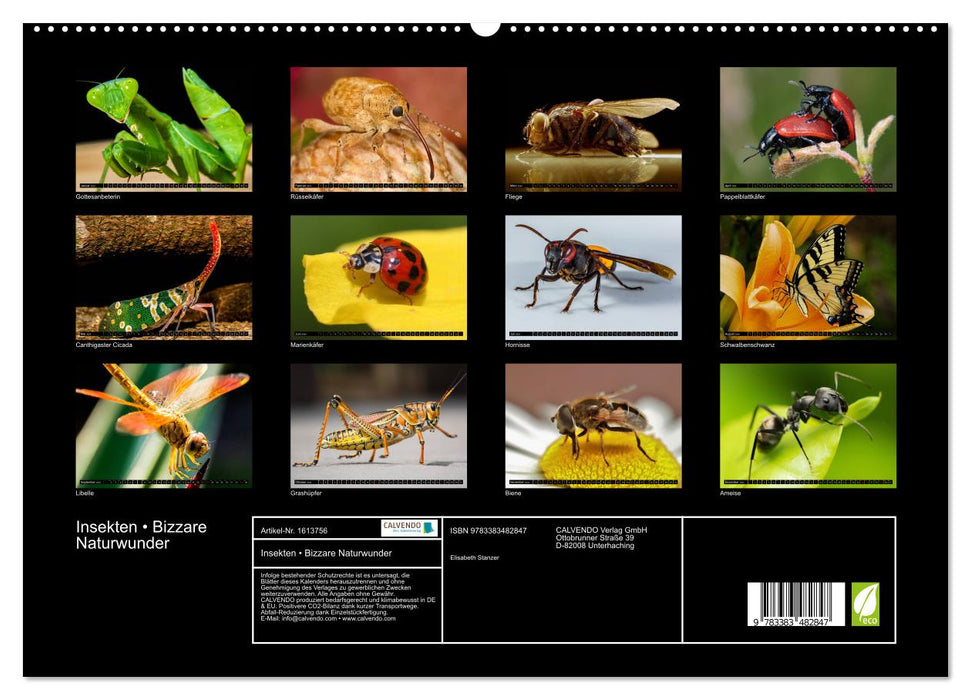 Insects • Bizarre natural wonders (CALVENDO Premium Wall Calendar 2024) 