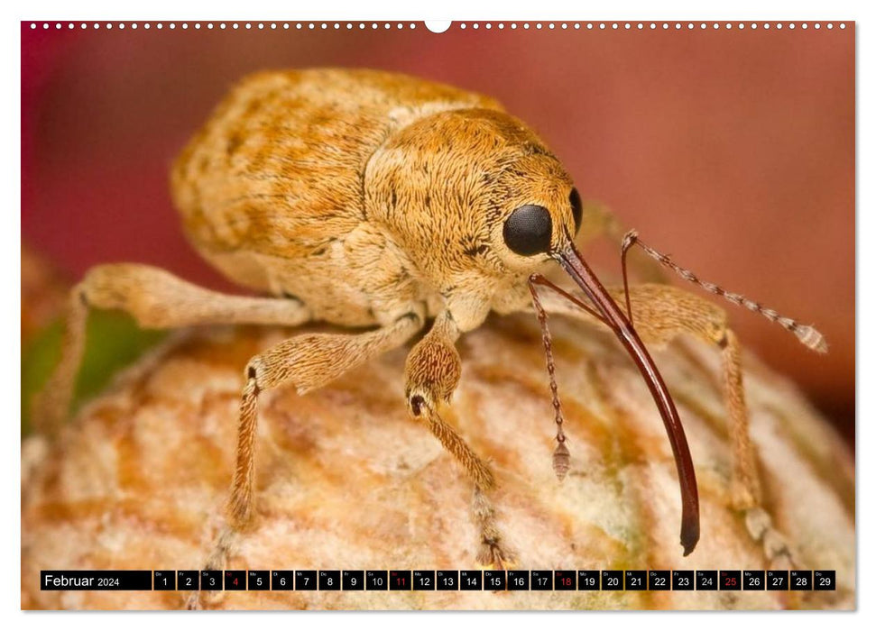 Insekten • Bizarre Naturwunder (CALVENDO Premium Wandkalender 2024)