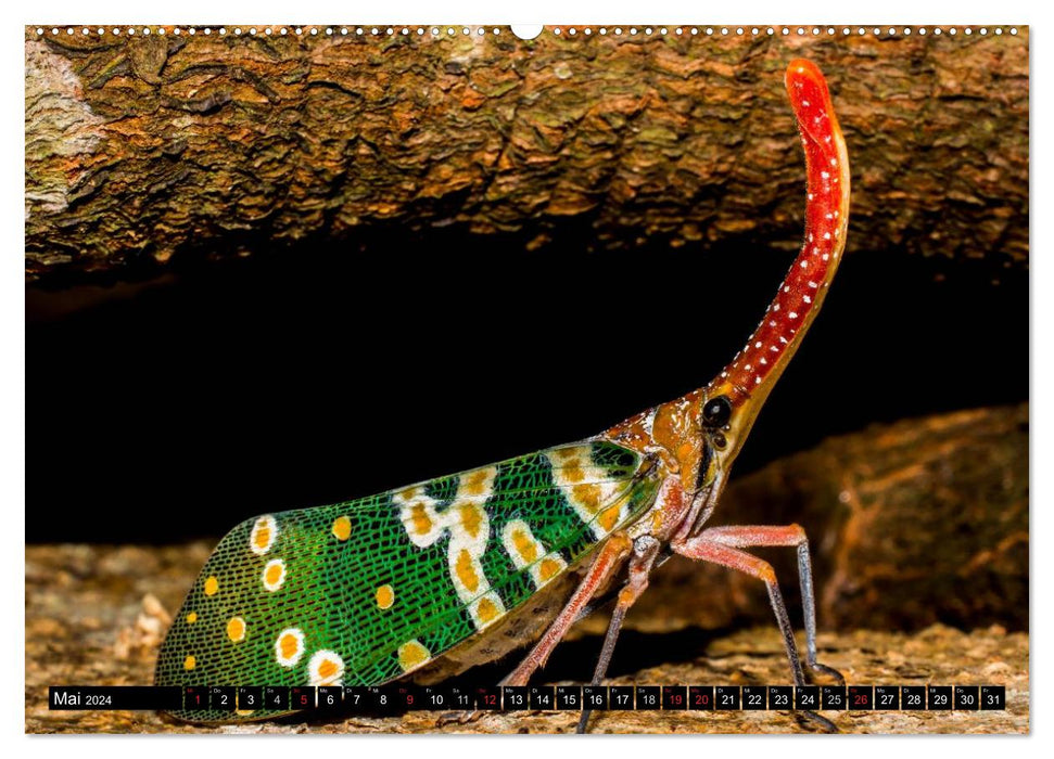 Insects • Bizarre natural wonders (CALVENDO Premium Wall Calendar 2024) 