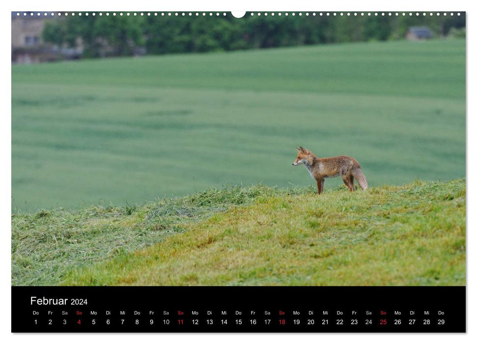 Wild animals in German forests (CALVENDO Premium Wall Calendar 2024) 