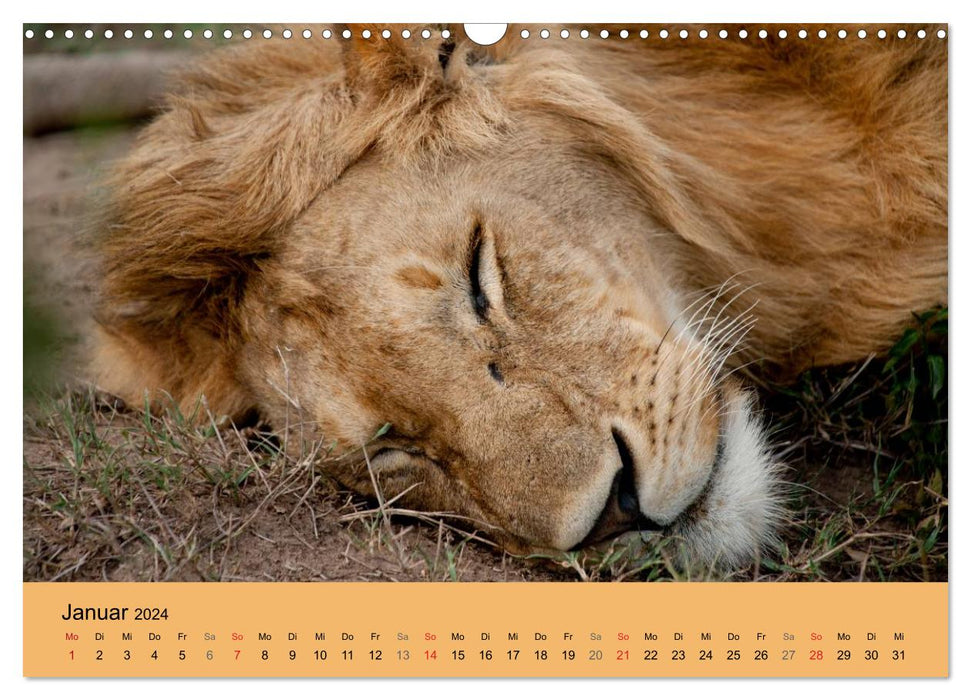 Wilderness Kenya 2024 (CALVENDO wall calendar 2024) 