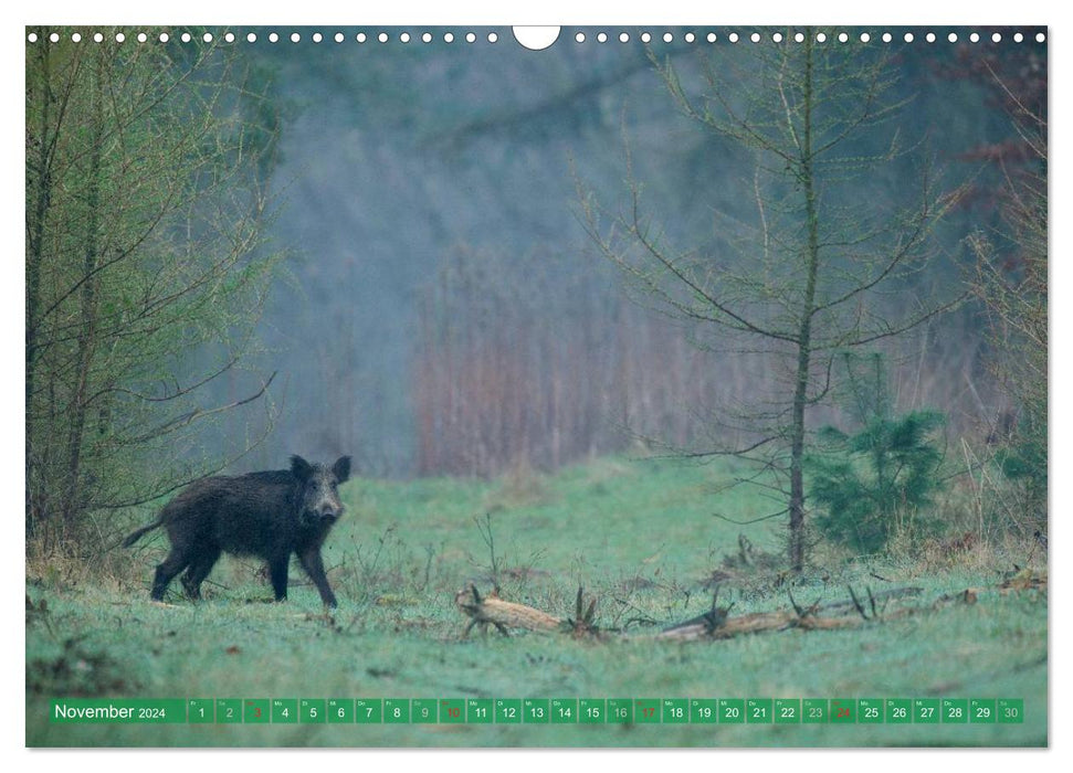 Wildes NRW - Beeindruckende Tierwelt (CALVENDO Wandkalender 2024)