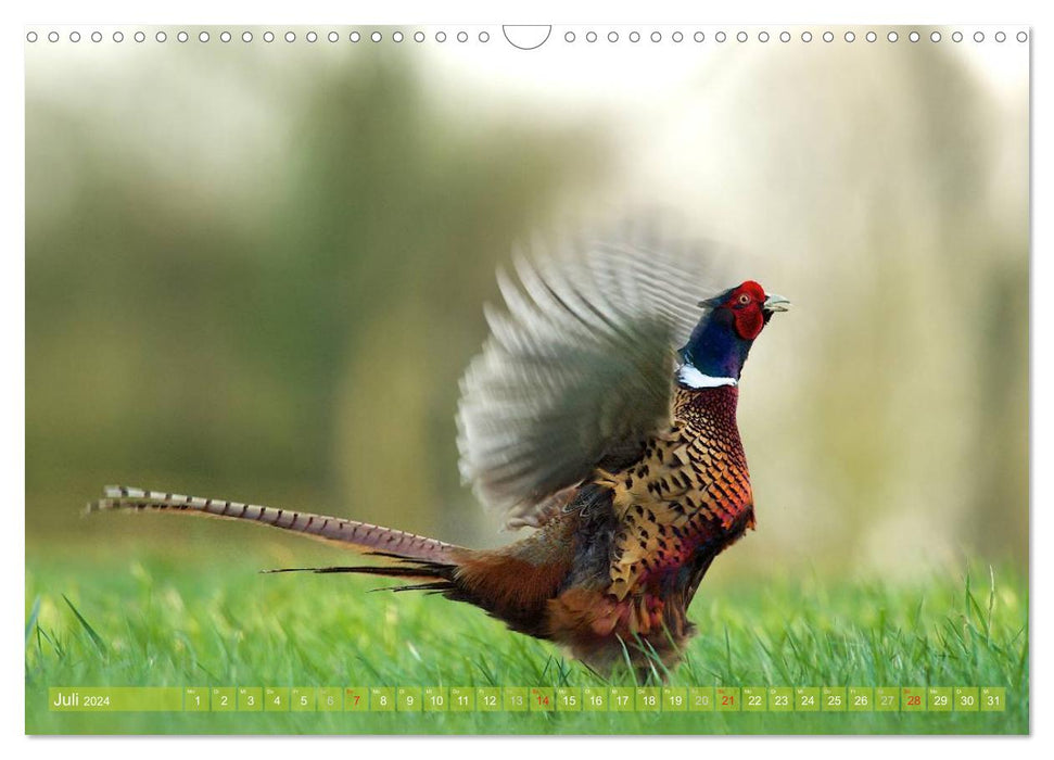 Wild NRW - Impressive wildlife (CALVENDO wall calendar 2024) 