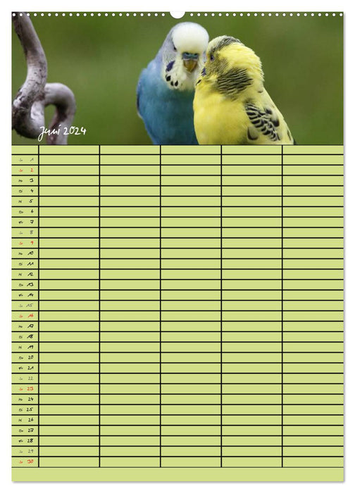 L'agenda familial des perruches (Calvendo Premium Wall Calendar 2024) 