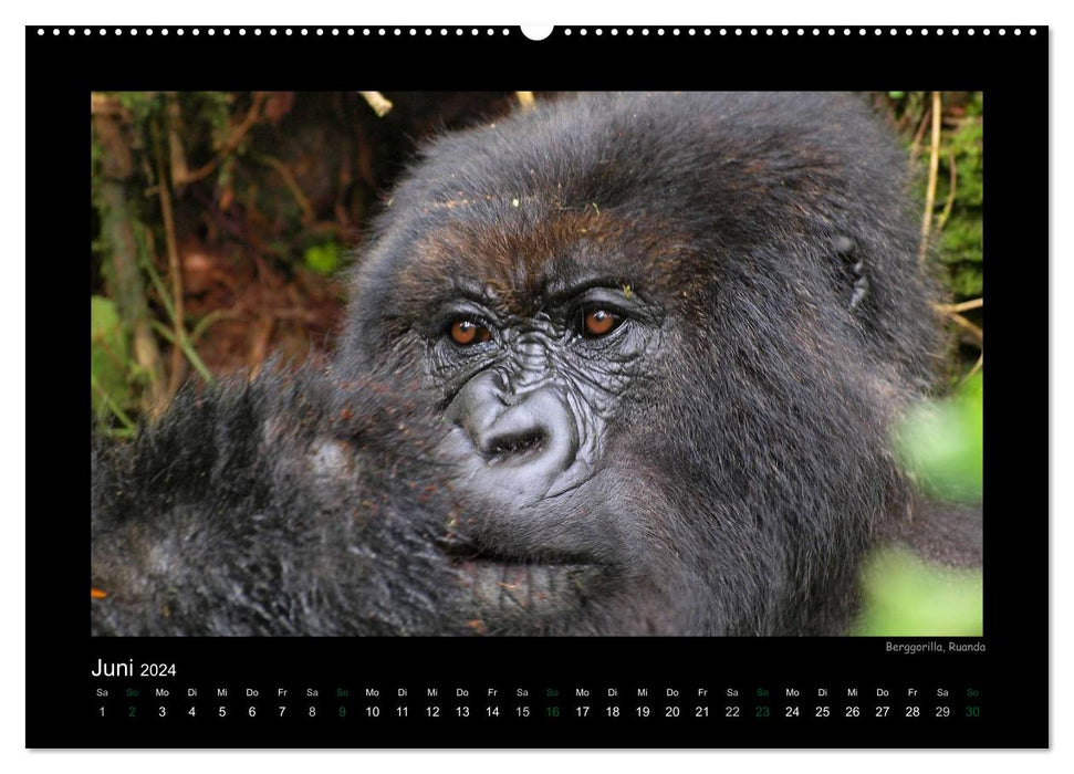 Wild Animals of Africa (CALVENDO Premium Wall Calendar 2024) 