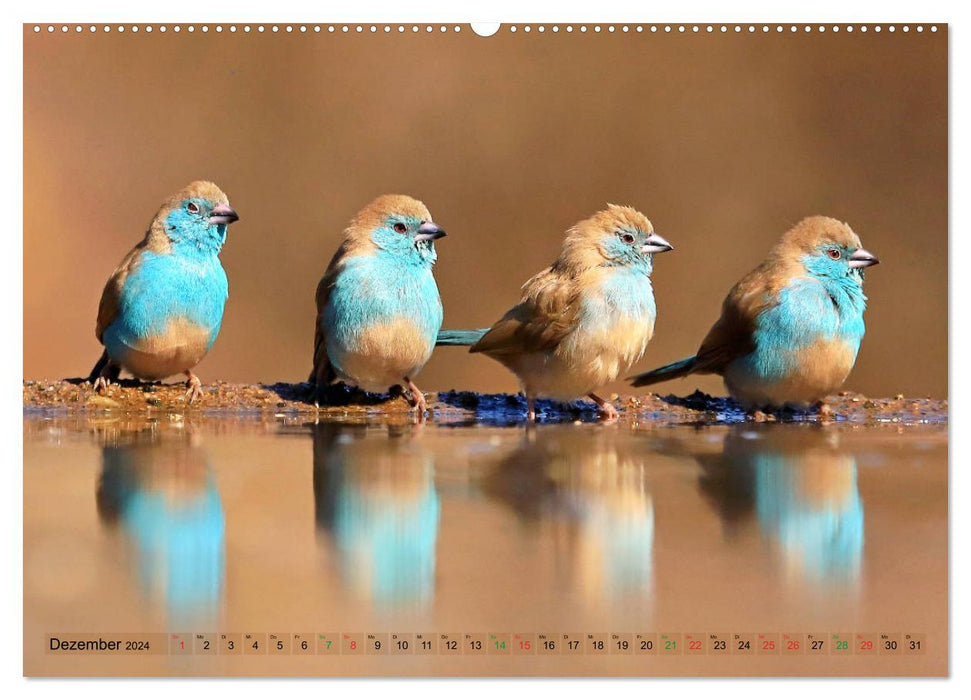 Vögel in Afrika - Magie der Farben (CALVENDO Wandkalender 2024)