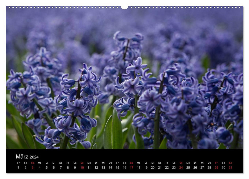 Ein fotografischer Streifzug durch Holland (CALVENDO Wandkalender 2024)