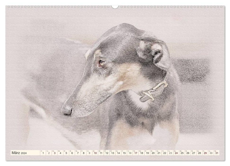 Greyhounds 2024 (CALVENDO Premium Wall Calendar 2024) 