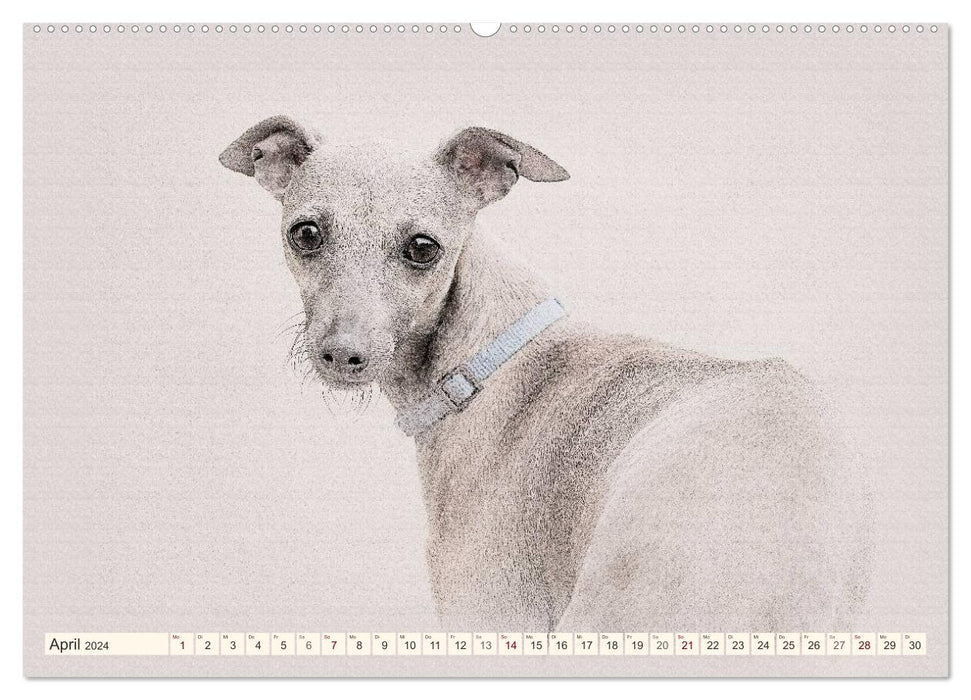 Greyhounds 2024 (CALVENDO Premium Wall Calendar 2024) 