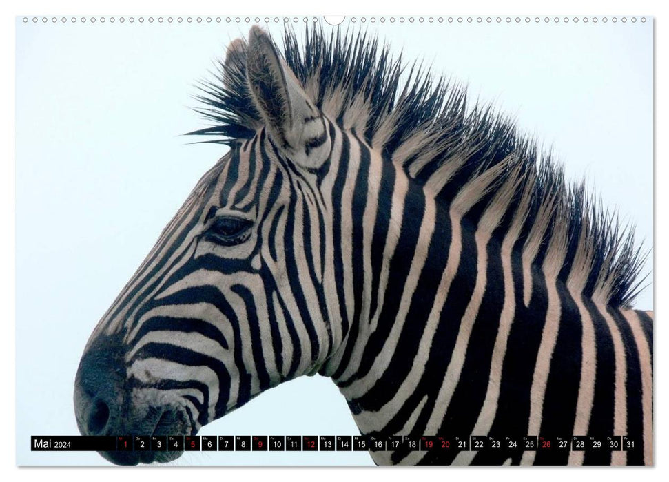 Zebras - Untamed Power (CALVENDO Premium Wall Calendar 2024) 