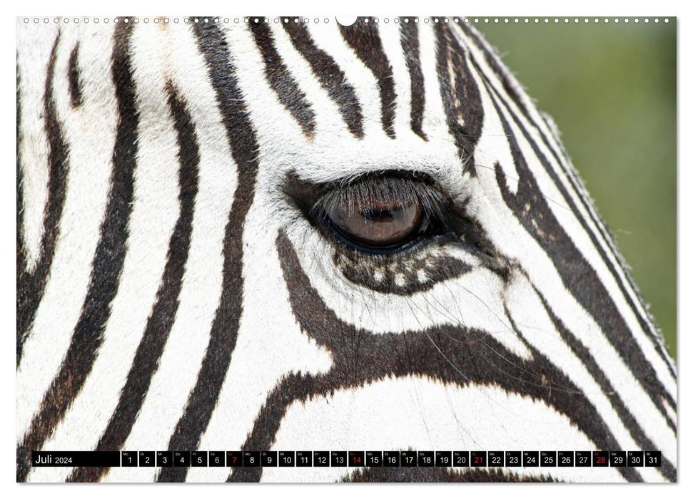 Zebras - Untamed Power (CALVENDO Premium Wall Calendar 2024) 