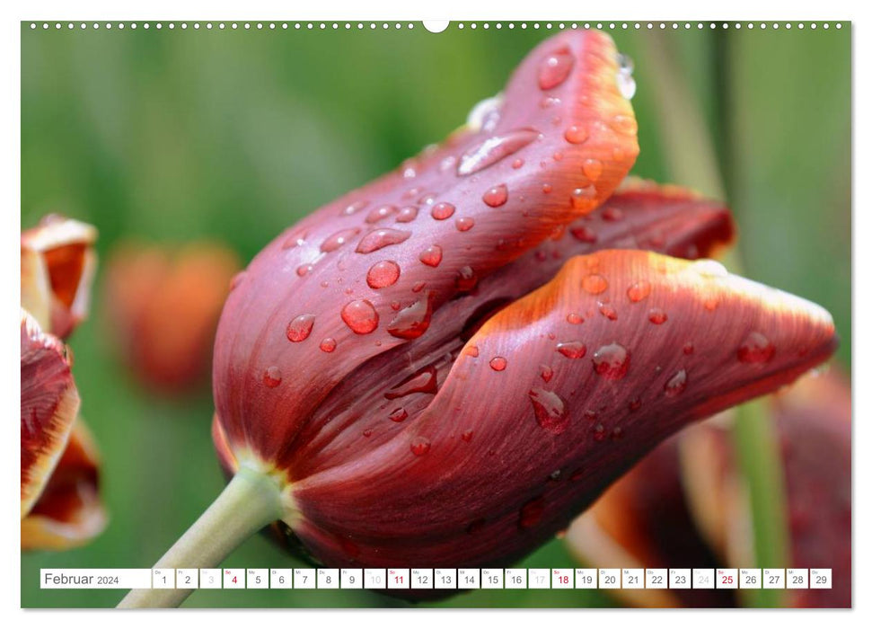 Tulipes sous la pluie (Calendrier mural CALVENDO Premium 2024) 