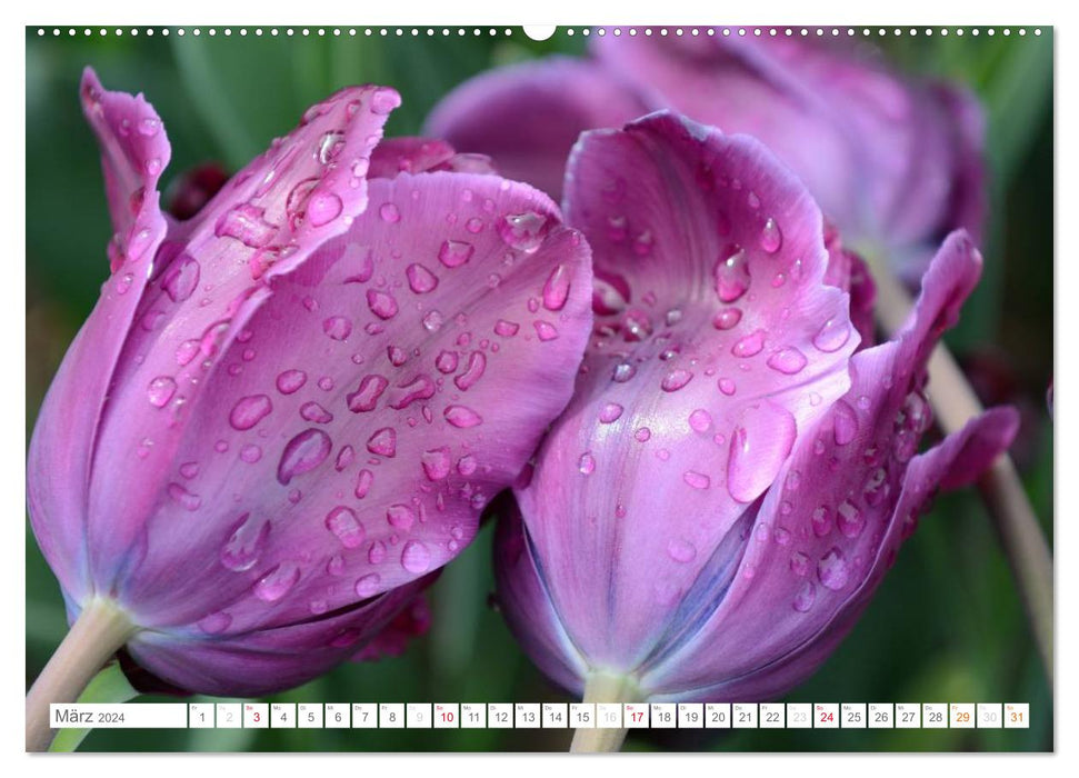 Tulips in the Rain (CALVENDO Premium Wall Calendar 2024) 