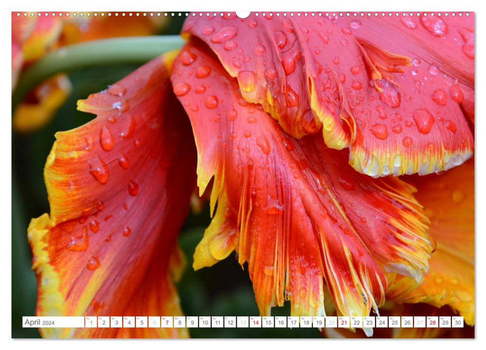 Tulpen im Regen (CALVENDO Premium Wandkalender 2024)