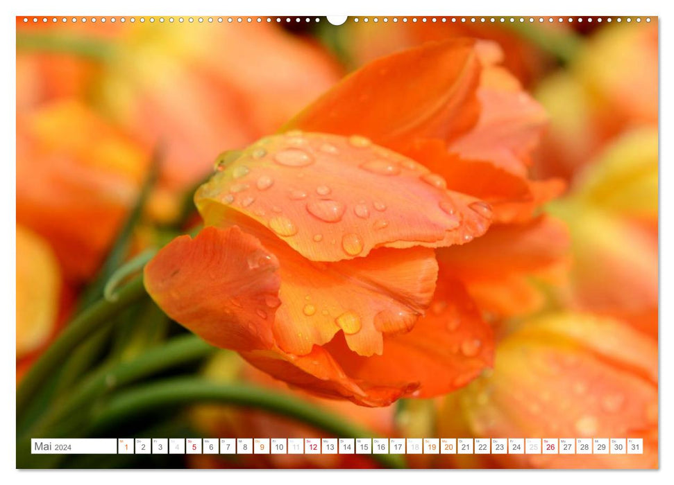 Tulipes sous la pluie (Calendrier mural CALVENDO Premium 2024) 