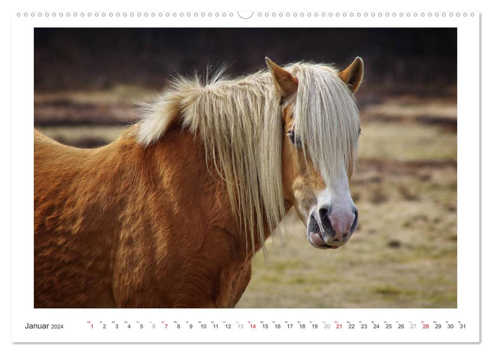 Der Pferdekalender (CALVENDO Wandkalender 2024)