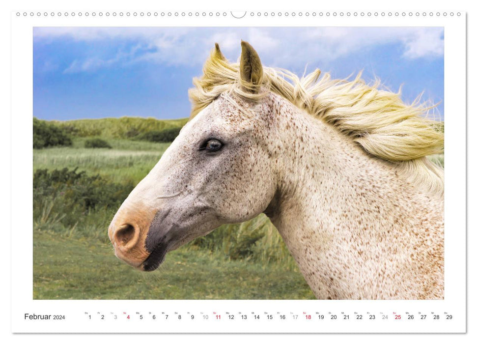 Le calendrier du cheval (calendrier mural CALVENDO 2024) 