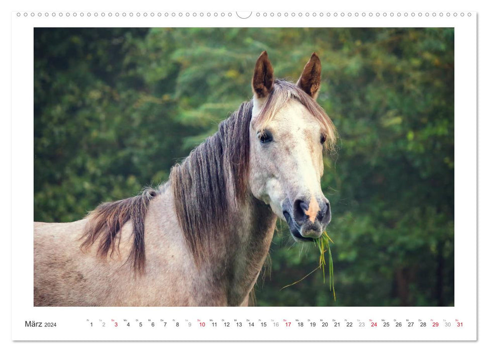 Le calendrier du cheval (calendrier mural CALVENDO 2024) 