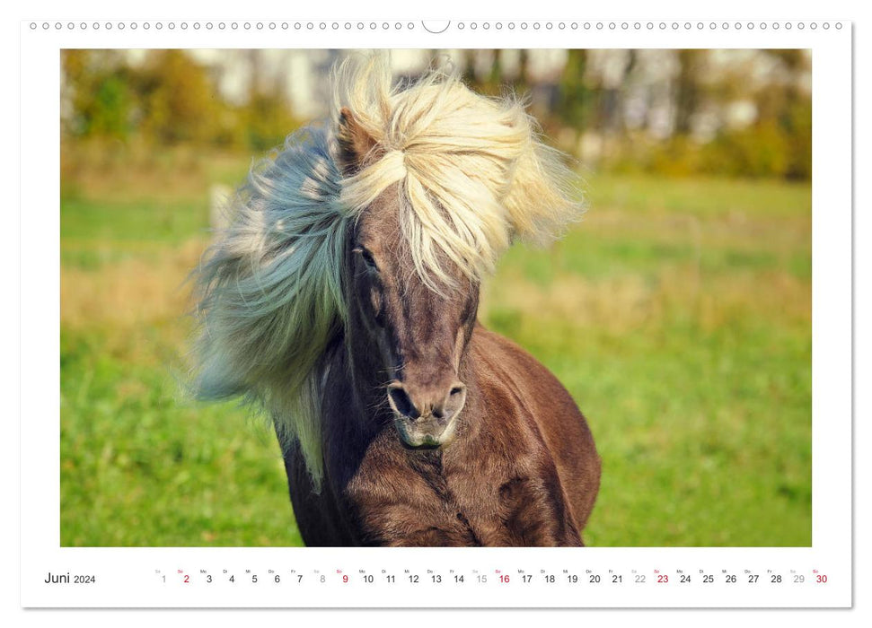 Le calendrier du cheval (calendrier mural CALVENDO 2024) 