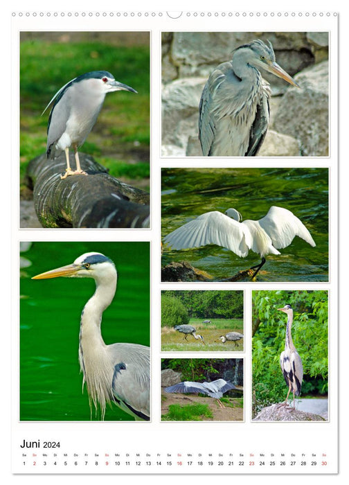 Diversité des oiseaux aquatiques (Calendrier mural CALVENDO 2024) 