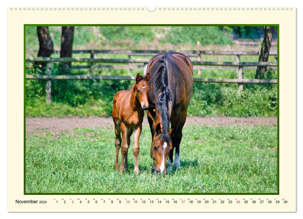 Frühling auf der Pferdeweide (CALVENDO Wandkalender 2024)