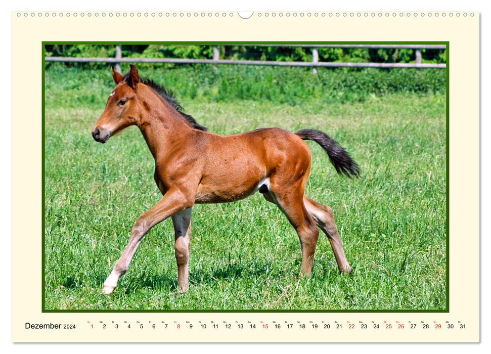 Frühling auf der Pferdeweide (CALVENDO Wandkalender 2024)