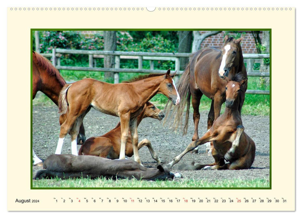 Frühling auf der Pferdeweide (CALVENDO Wandkalender 2024)