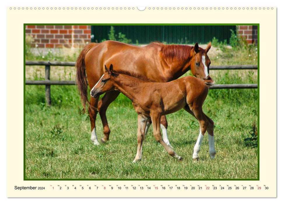 Frühling auf der Pferdeweide (CALVENDO Wandkalender 2024)