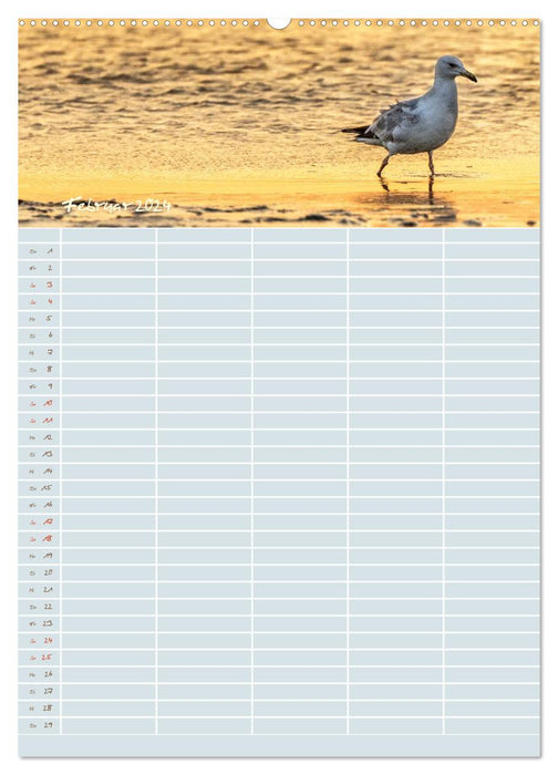 Kleine Sand-Schönheiten / Familienplaner (CALVENDO Premium Wandkalender 2024)
